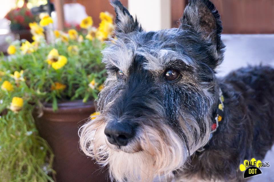 Adopt Jake a handsome casanova Colorado Mini Schnauzer Rescue