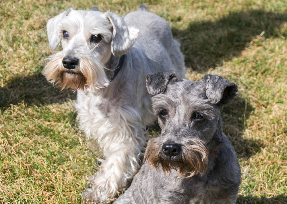 Adopt Jake and Jasper two vintage troopers Colorado Mini Schnauzer