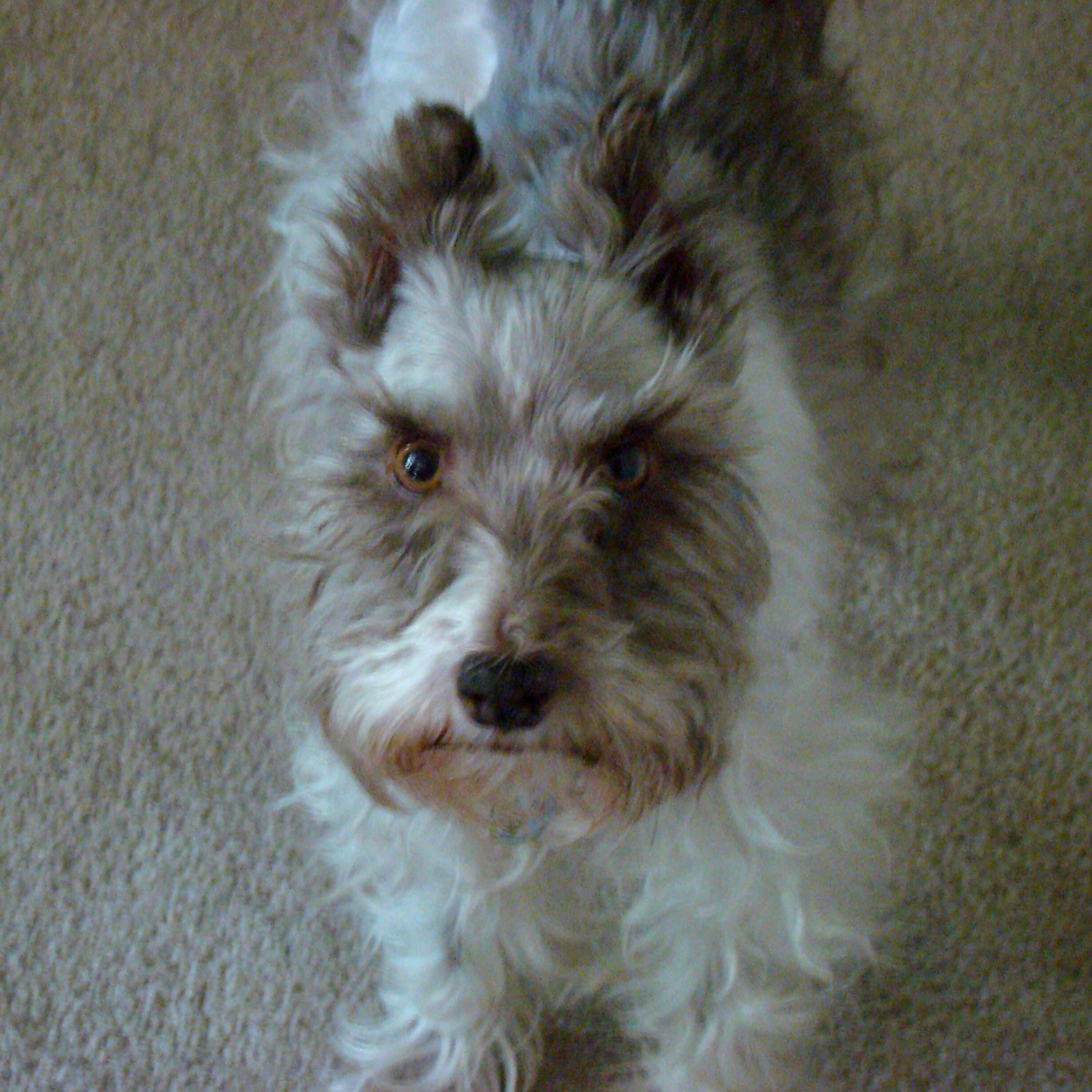 Adopt Jack a handsome furfriend Colorado Mini Schnauzer Rescue