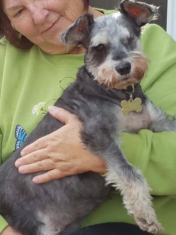 Adopt Ethel a oneeyed beauty Colorado Mini Schnauzer Rescue