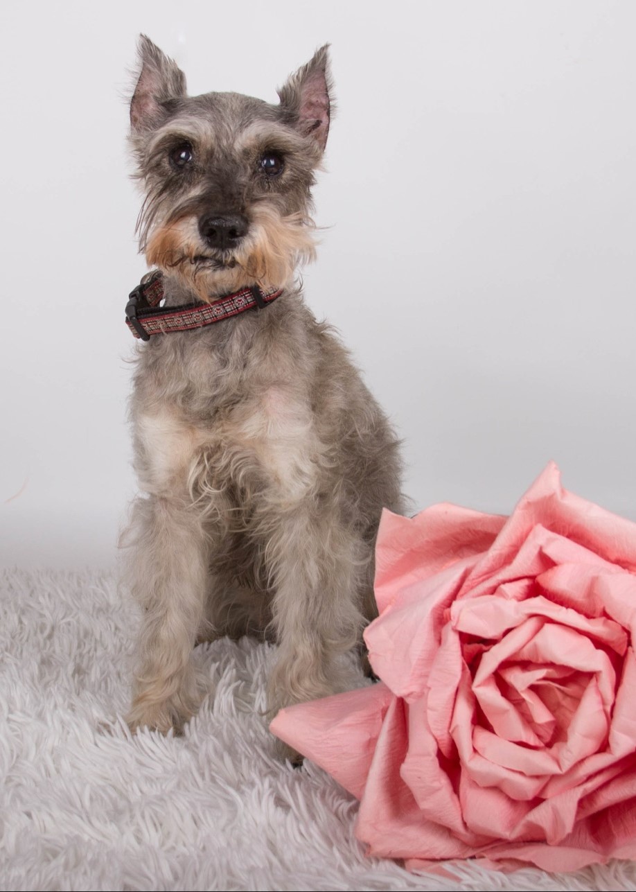 Adopt Lucy an elderly girl Colorado Mini Schnauzer Rescue