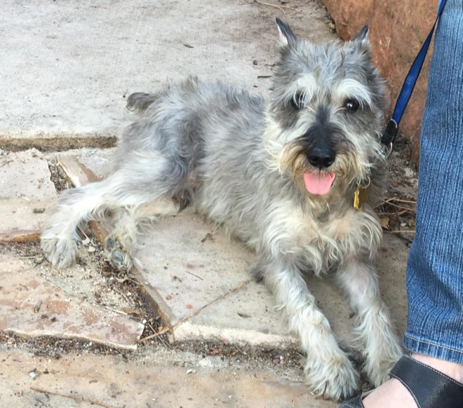 Adopt Sampson a sweet, scared soul Colorado Mini Schnauzer Rescue