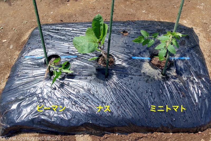 今日の畑 夏野菜のメイン ナス キュウリ ピーマン ミニトマトを植える Comloy Labo2 プチミニマリストへの道