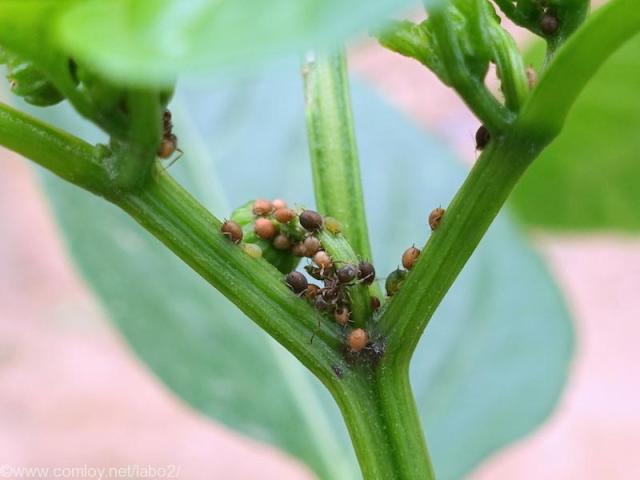 今日の畑 葉物野菜も早速芽を出した あ ピーマンにアブラムシ発見 駆除しなきゃ Comloy Labo2 プチミニマリストへの道