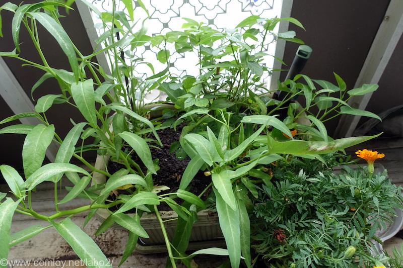 ベランダ菜園 畑から移植したモロヘイヤと空芯菜が絶好調 Comloy Labo2 プチミニマリストへの道