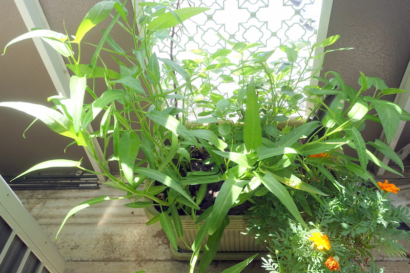 ベランダ菜園 サラダ菜が十分大きくなりました 空芯菜とモロヘイヤも元気いっぱい Comloy Labo2 プチミニマリストへの道