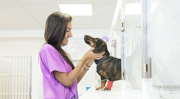Pet Emergency Care Near Me 11725 Commack Veterinary Center