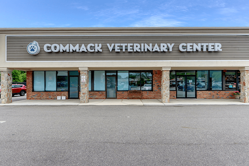 Animal Hospital Near Me 11725 Commack Veterinary Center