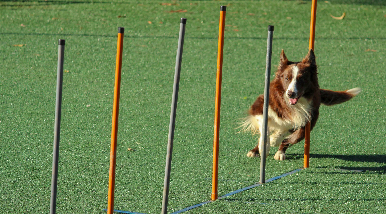 Command K9 Dog Training