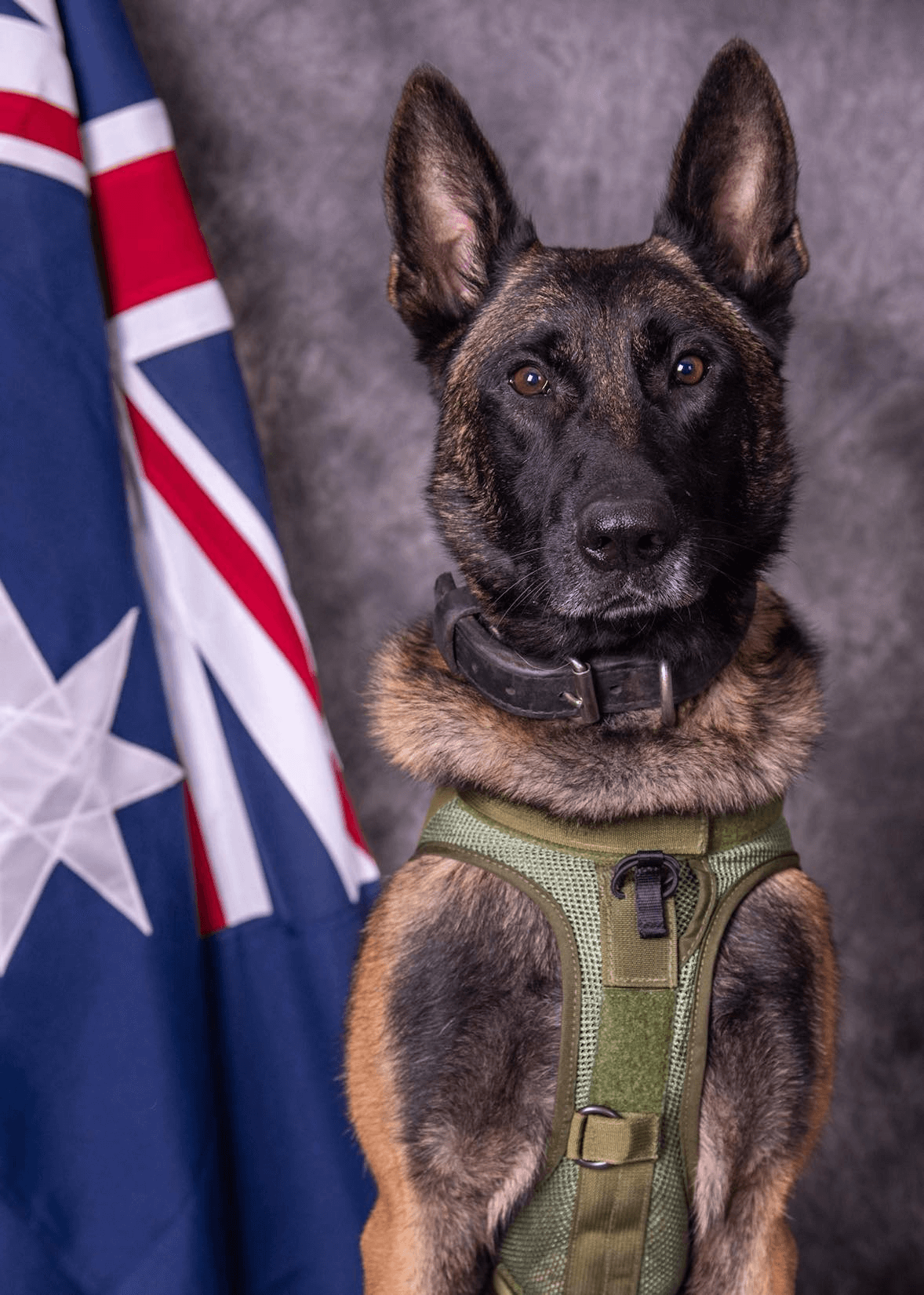 The Commando Welfare Trust has started a program for finding homes for retired military dogs