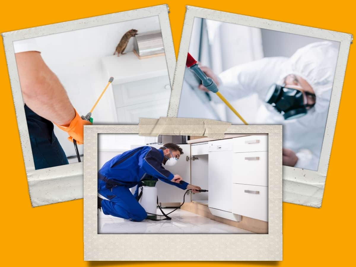 Best Pest Control in Melbourne, VIC