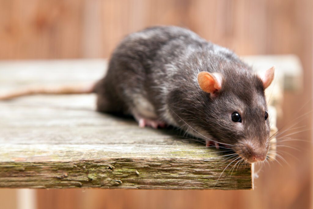 The Dangers of Rats on Your Health Command Pest Control