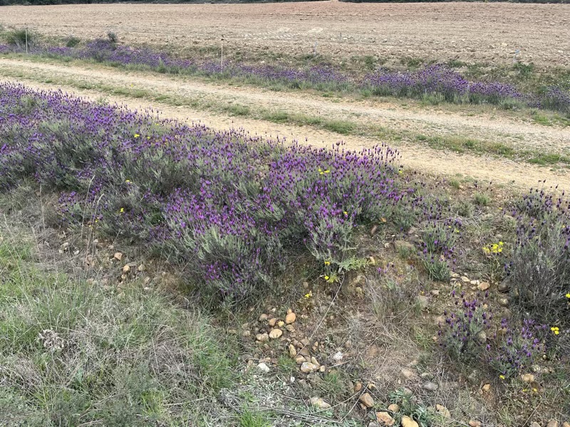 The Lavender Walk Bill's Personal Stories