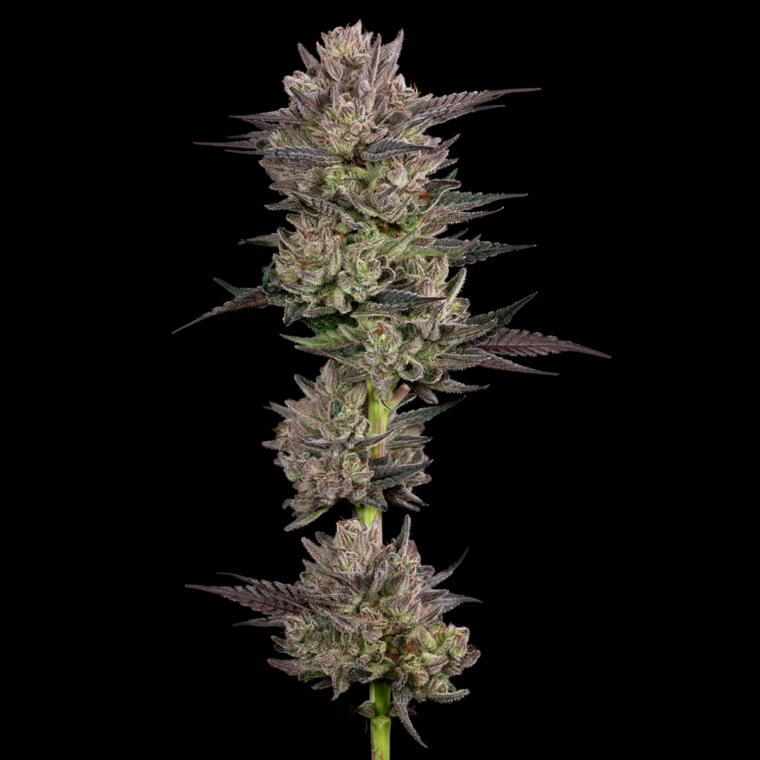 Titty Sprinkles Strain by CommCan