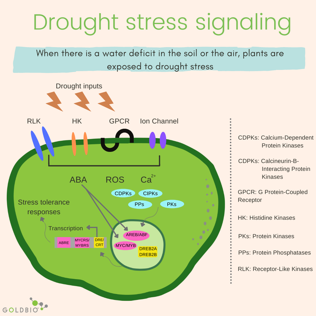 How Plants Deal With Stress The Science Behind Plant Stress Signaling