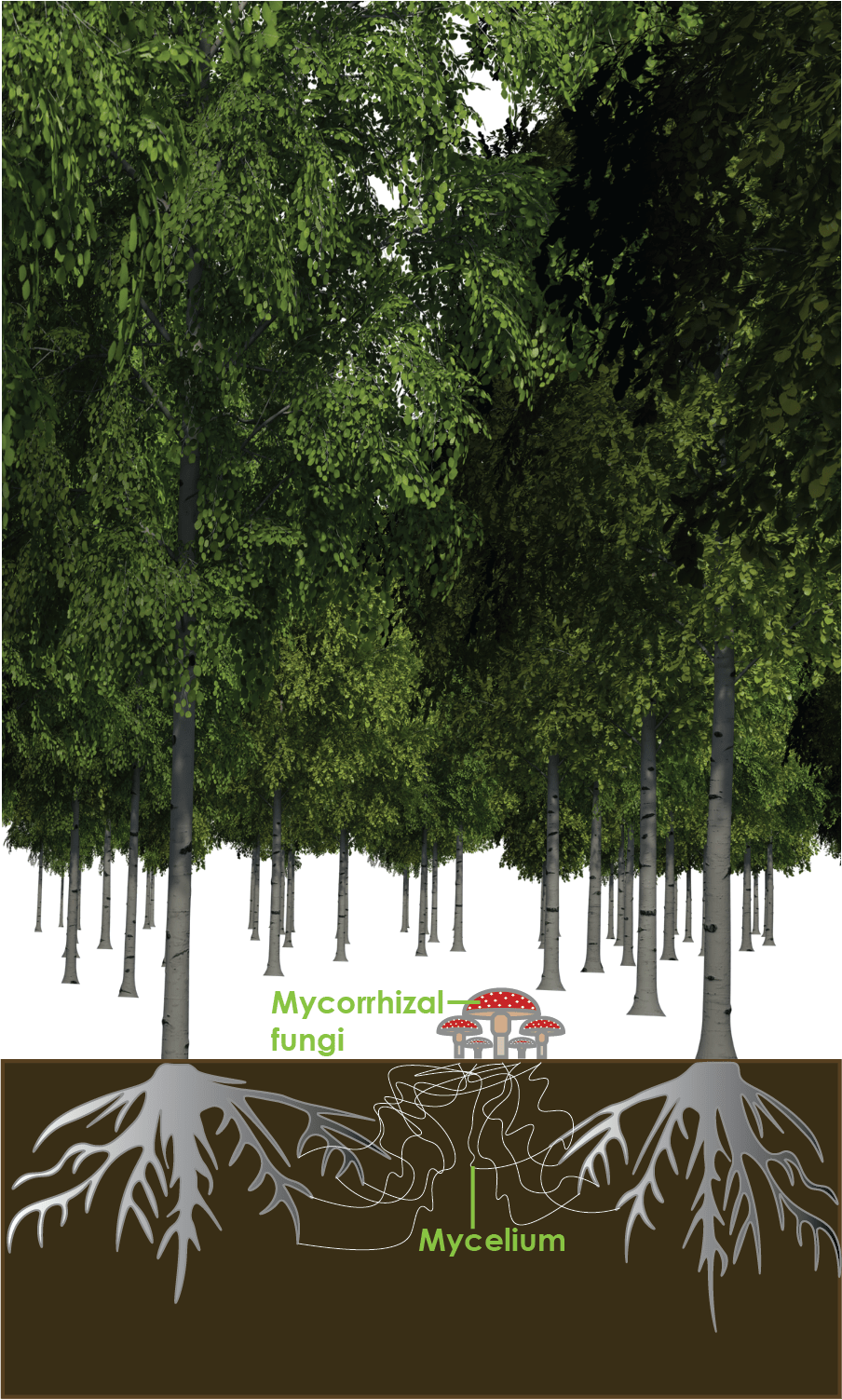 The Hidden Wood Wide Web Of The Forests | Goldbio