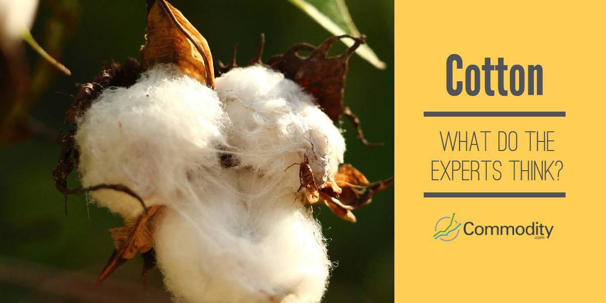Cotton Trade Learn What The Experts Are Predicting Now