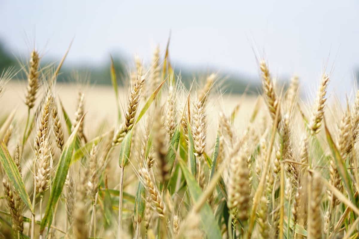 A Guide to Agricultural Commodities And Their Importance On The Global