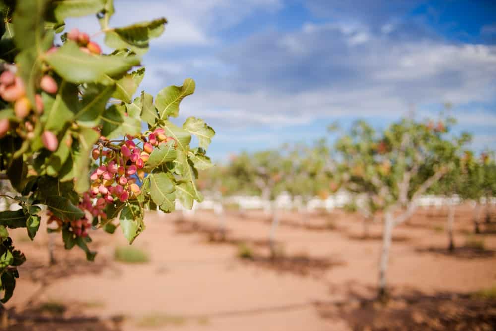US State Economies Most Dependent on Agriculture