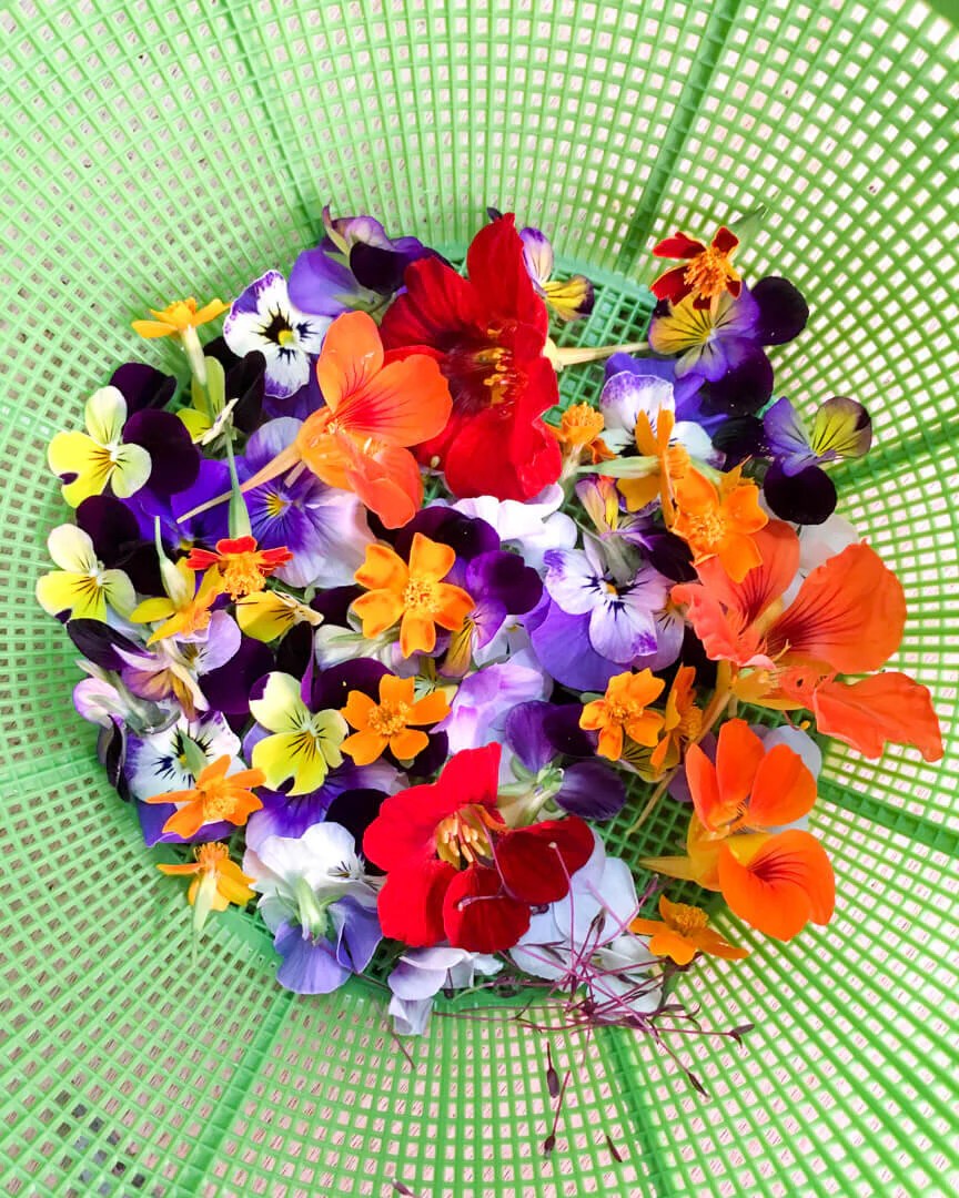 Edible Flowers