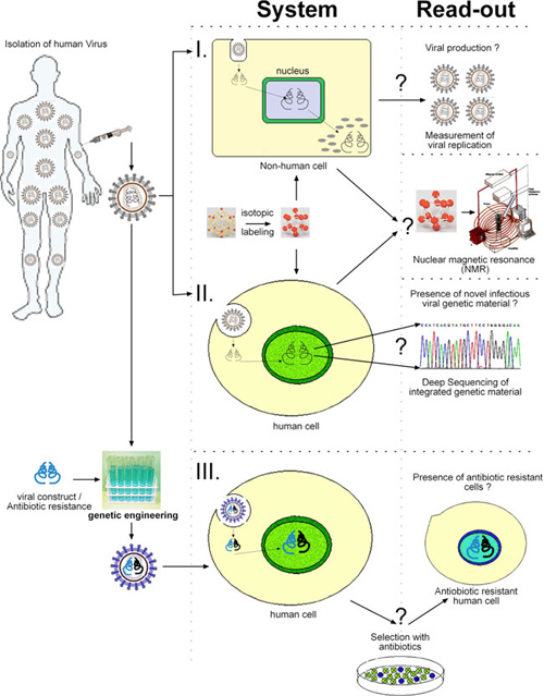 Endogenous Retroviruses; ERVs; Human Endogenous Retroviruses; HERVs