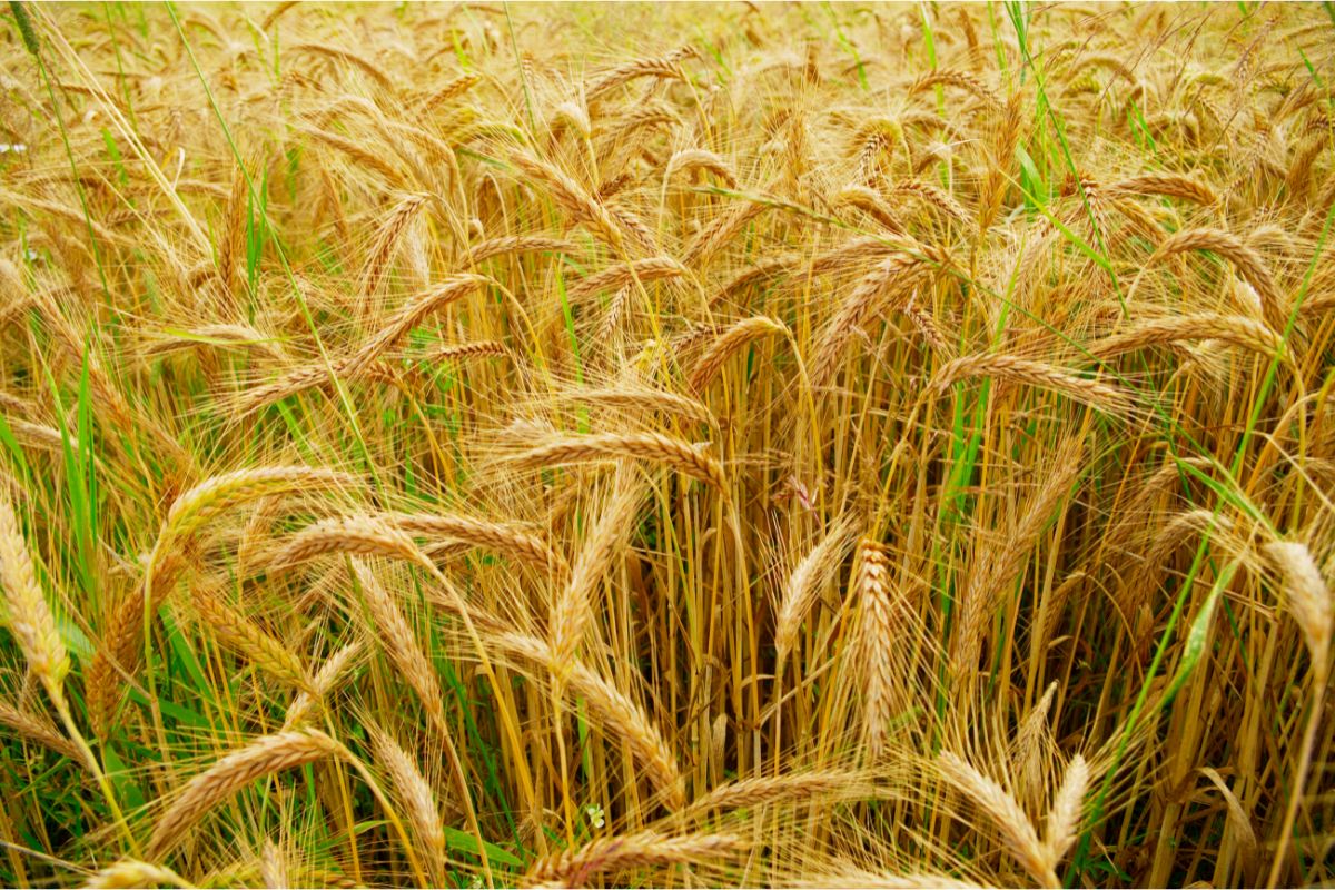 Contrast between triticale and rye (A nutritional breakdown) Common