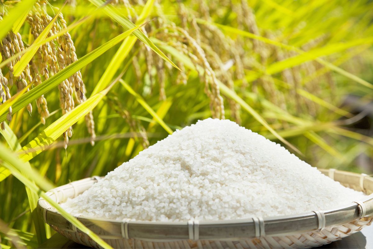 Is Eating Rice Daily OK? Healthy Grains Guide Common Grains