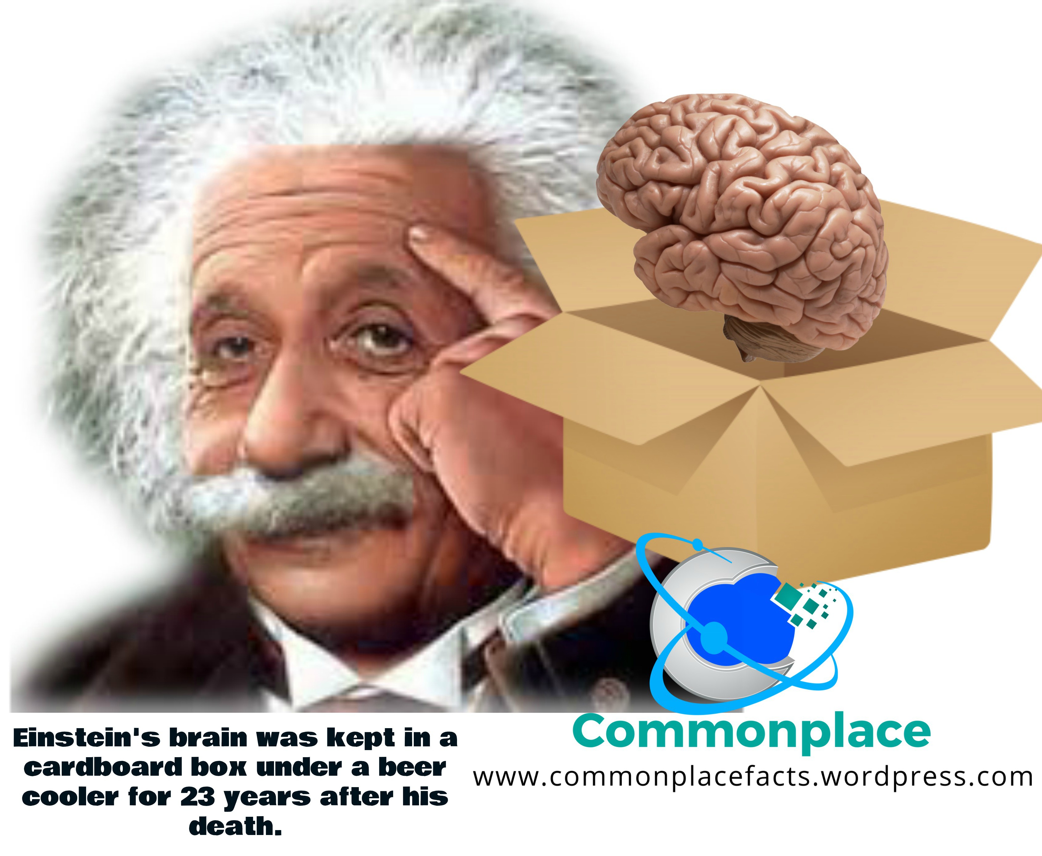 Einstein’s Brain Thinking Inside the Box Commonplace Fun Facts