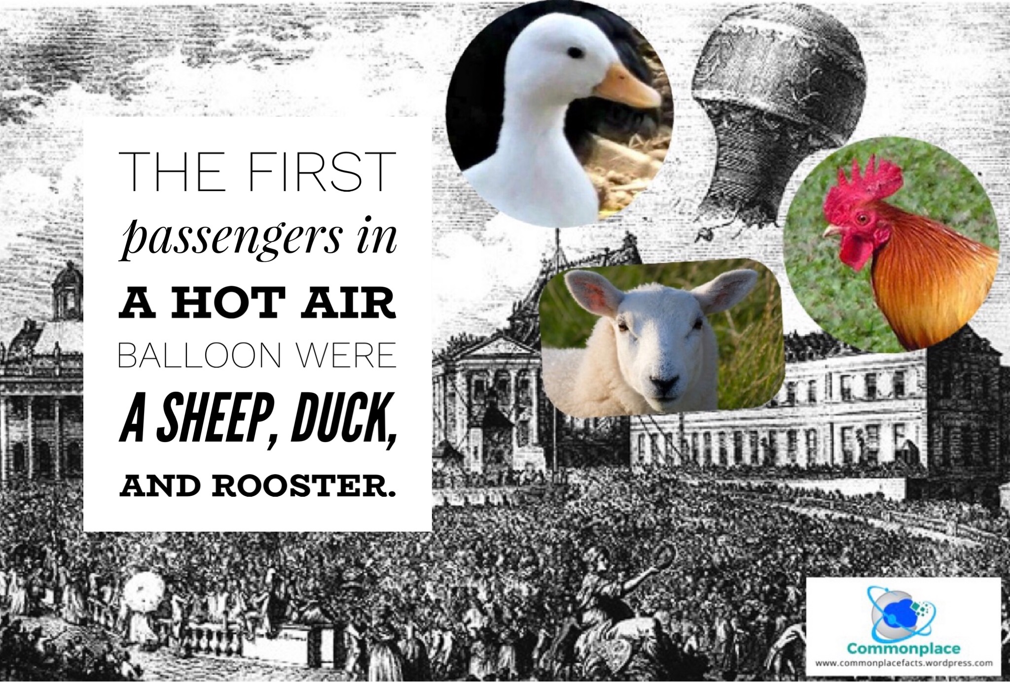 Meet the Animals Who Were the First Hot Air Balloon Passengers