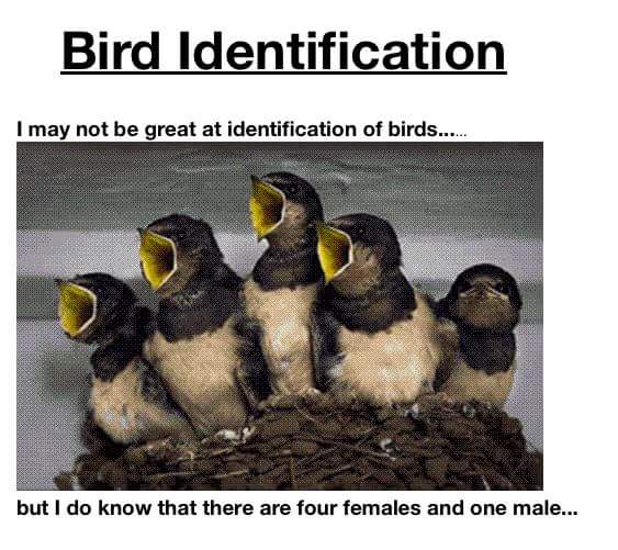 Bird Identification Common Sense Evaluation
