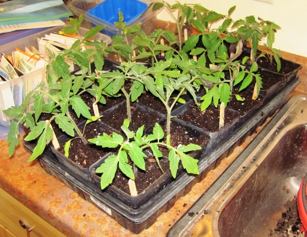 Grow Tomatoes from Seed Save Money, Get More Varieties