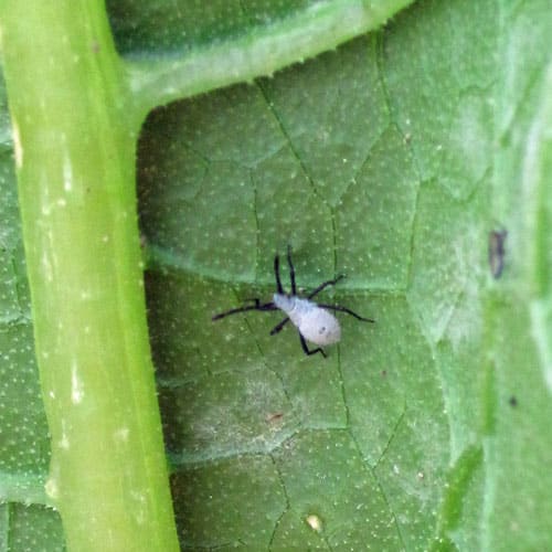 Natural Pest Control in the Garden Get Rid of 20 Top Pests