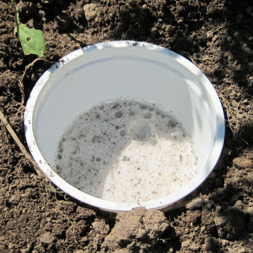 The Ultimate Guide to Natural Pest Control in the Garden