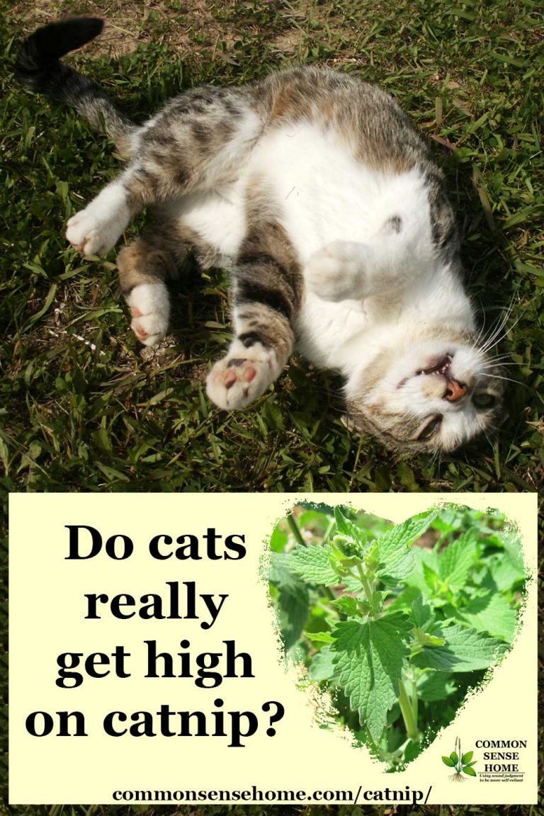 Catnip Uses for People and Cats Weekly Weeder 19