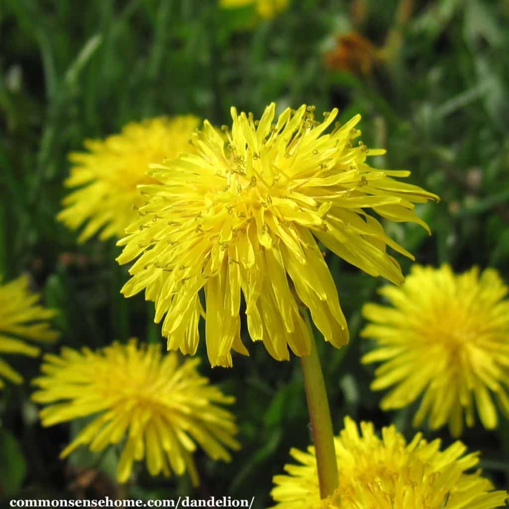 How To Dry Dandelion Flowers For Rabbits Best Flower Site