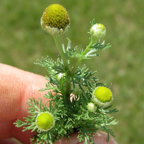 Pineapple Weed Weekly Weeder 29 + Wildcrafting Wednesday Blog Hop
