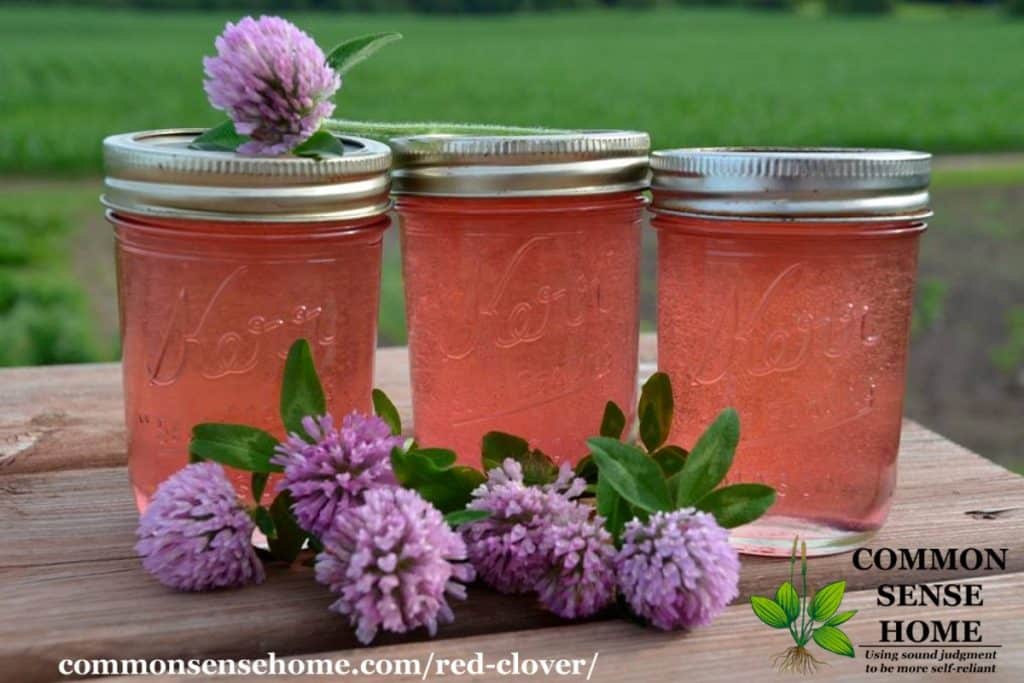 Red Clover Nitrogen Fixer and Gentle Tonic Weekly Weeder 4
