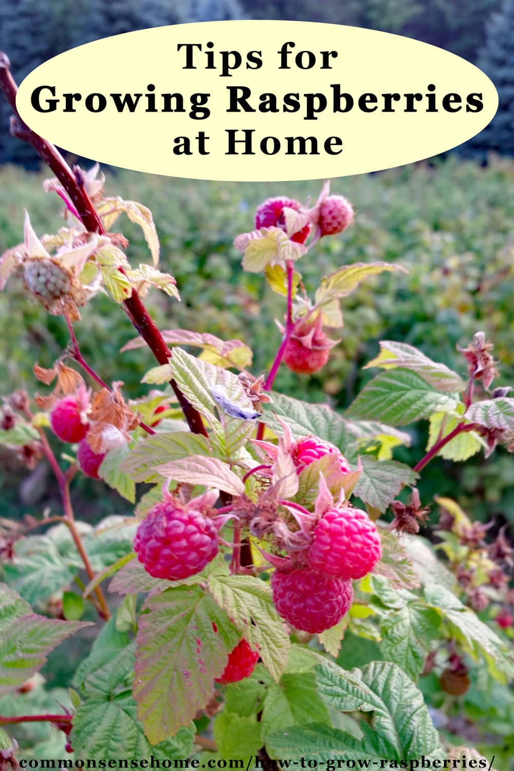 How to Grow Raspberries Planting, Care and Harvest
