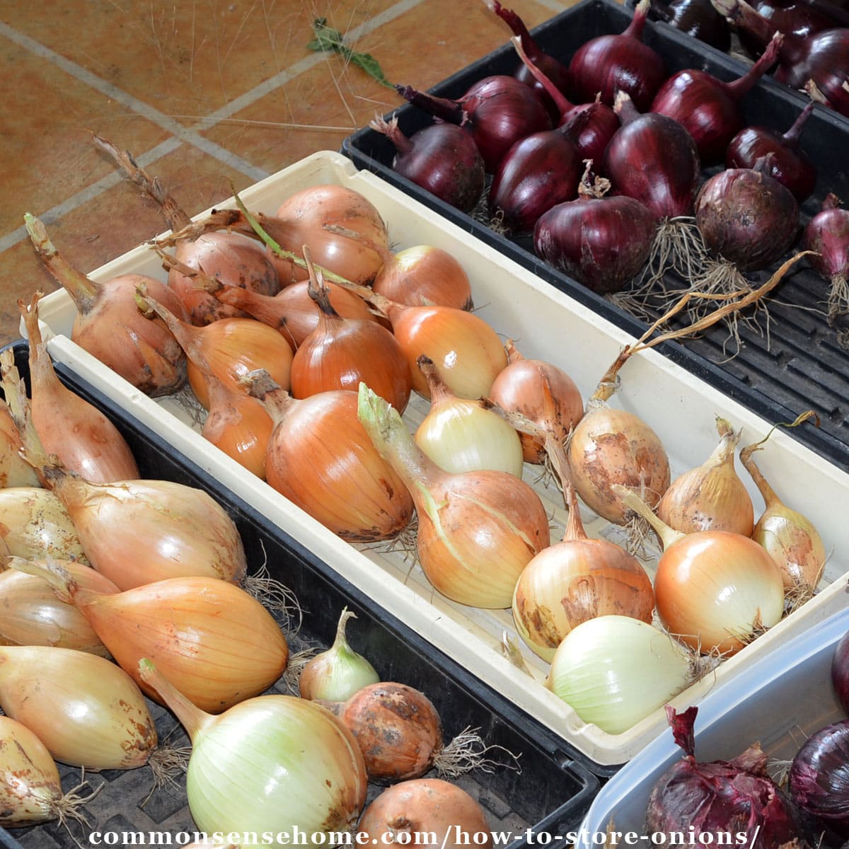How to Store Onions So They Last