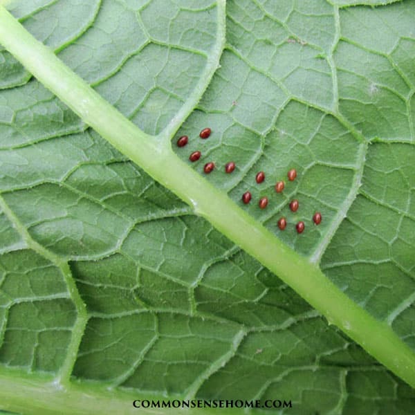 How to Get Rid of Squash Bugs