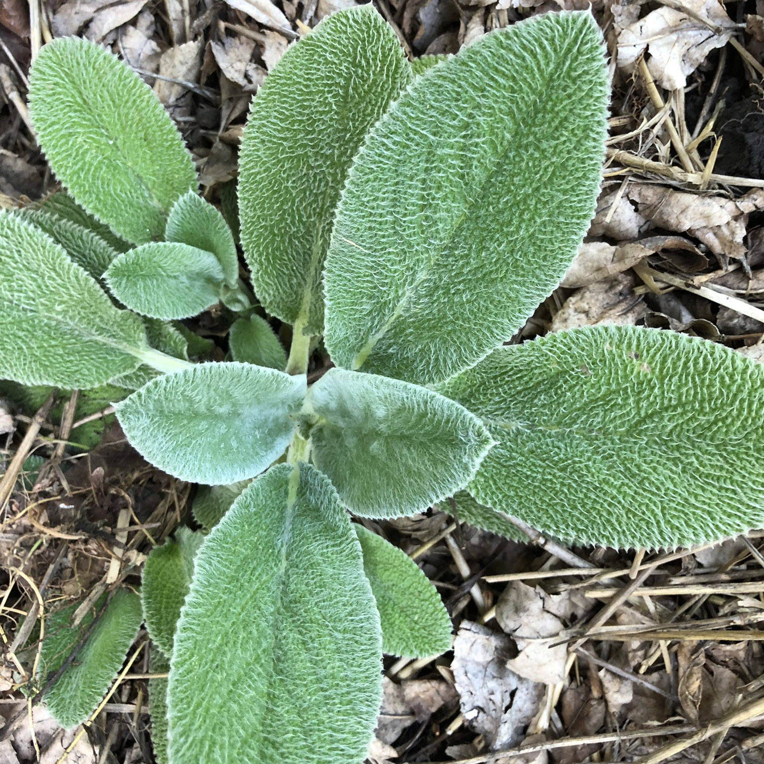 Medicinal Herb Lamb’s Ear Common Sense Seeds