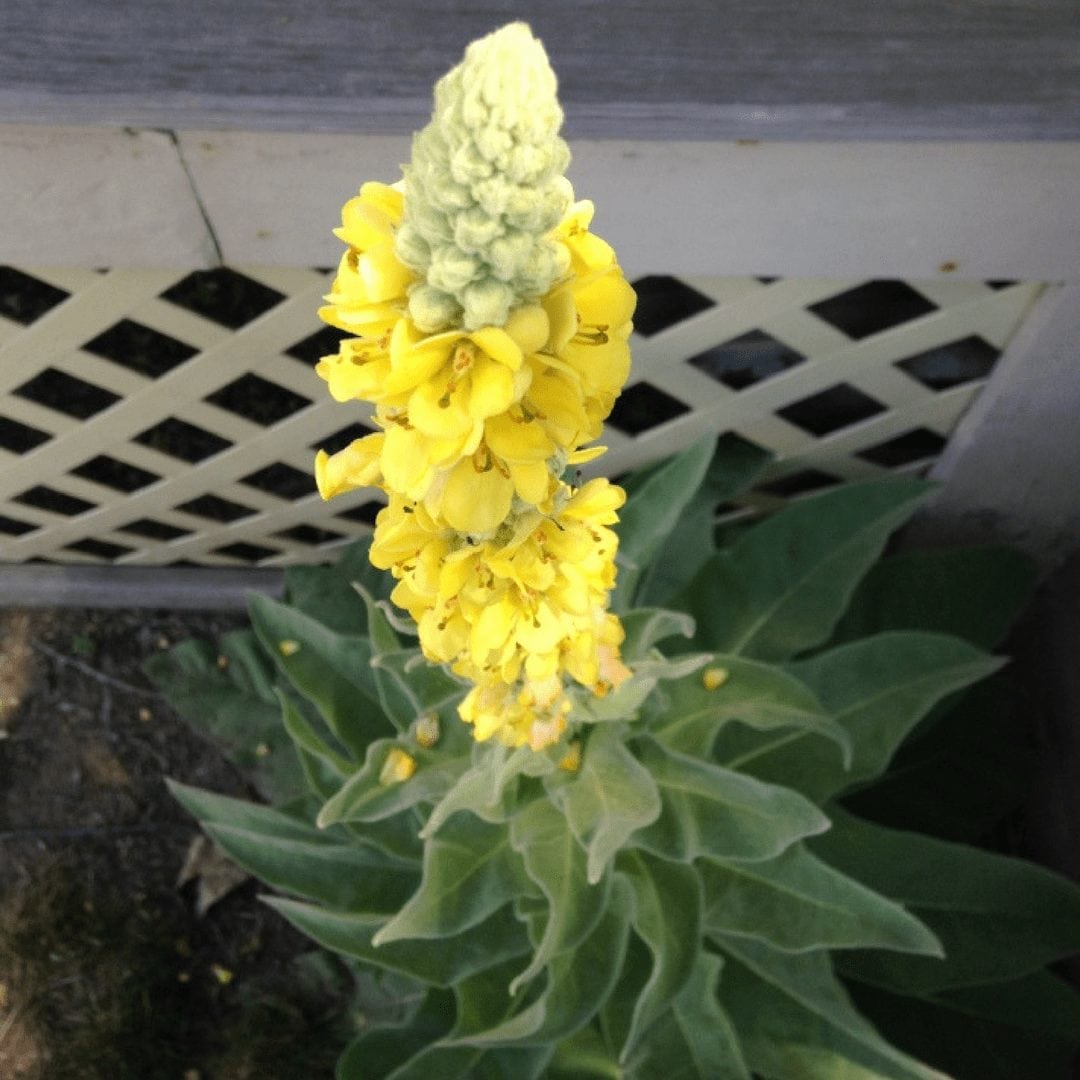 Mullein Herb of the Week · CommonWealth Holistic Herbalism