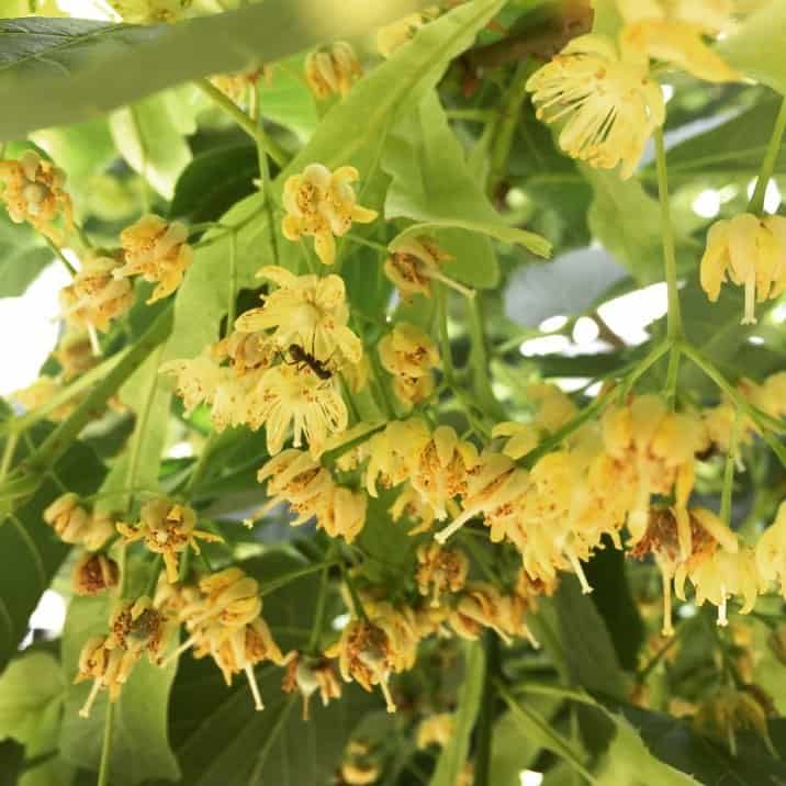 Linden Herb of the Week · CommonWealth Holistic Herbalism