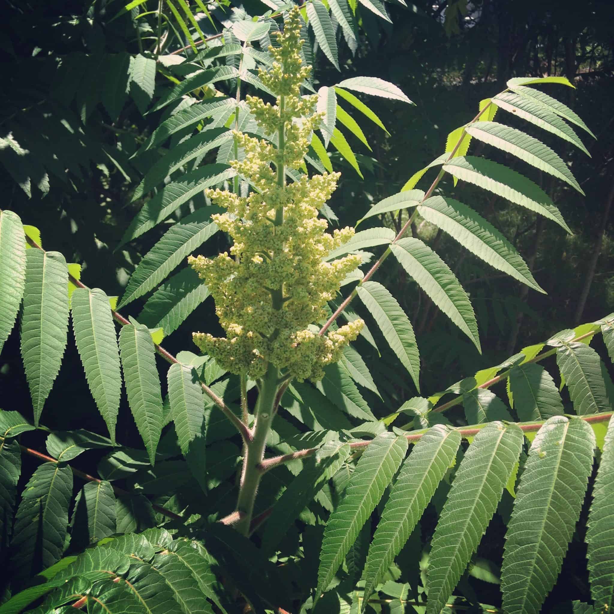 Sumac Herb of the Week · CommonWealth Holistic Herbalism