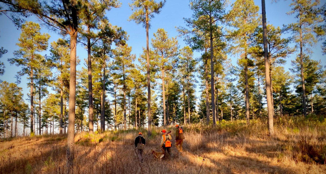 Forestry Commonwealth Land