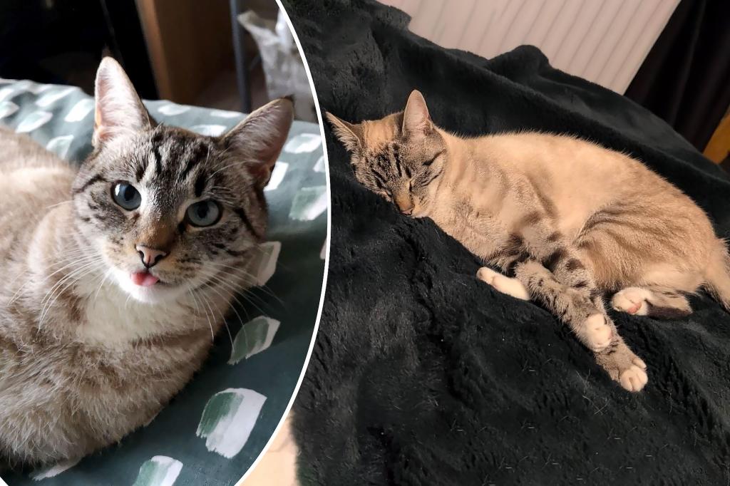 Pet cat missing for four months finally pops up — in another country