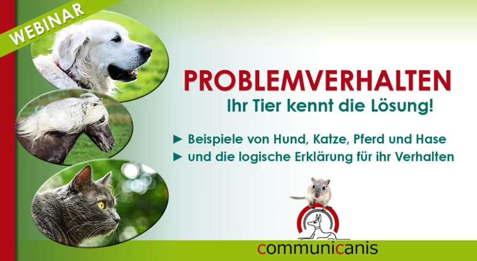 Verhaltensprobleme die Lösung kommt vom Tier Hund Katze