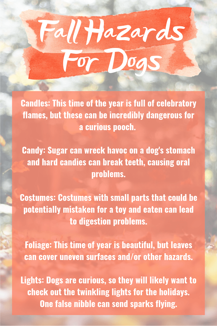 Fall Hazards For Dogs
