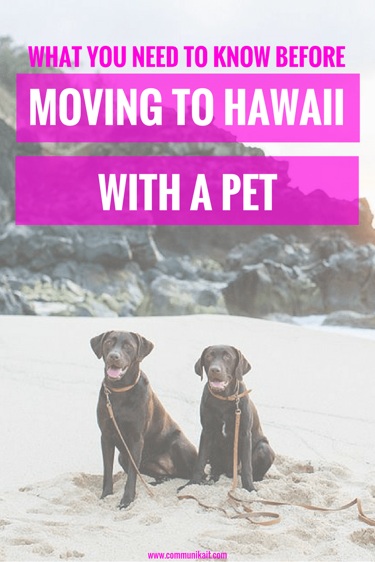 Moving To Hawaii With A Pet What You Need To Know