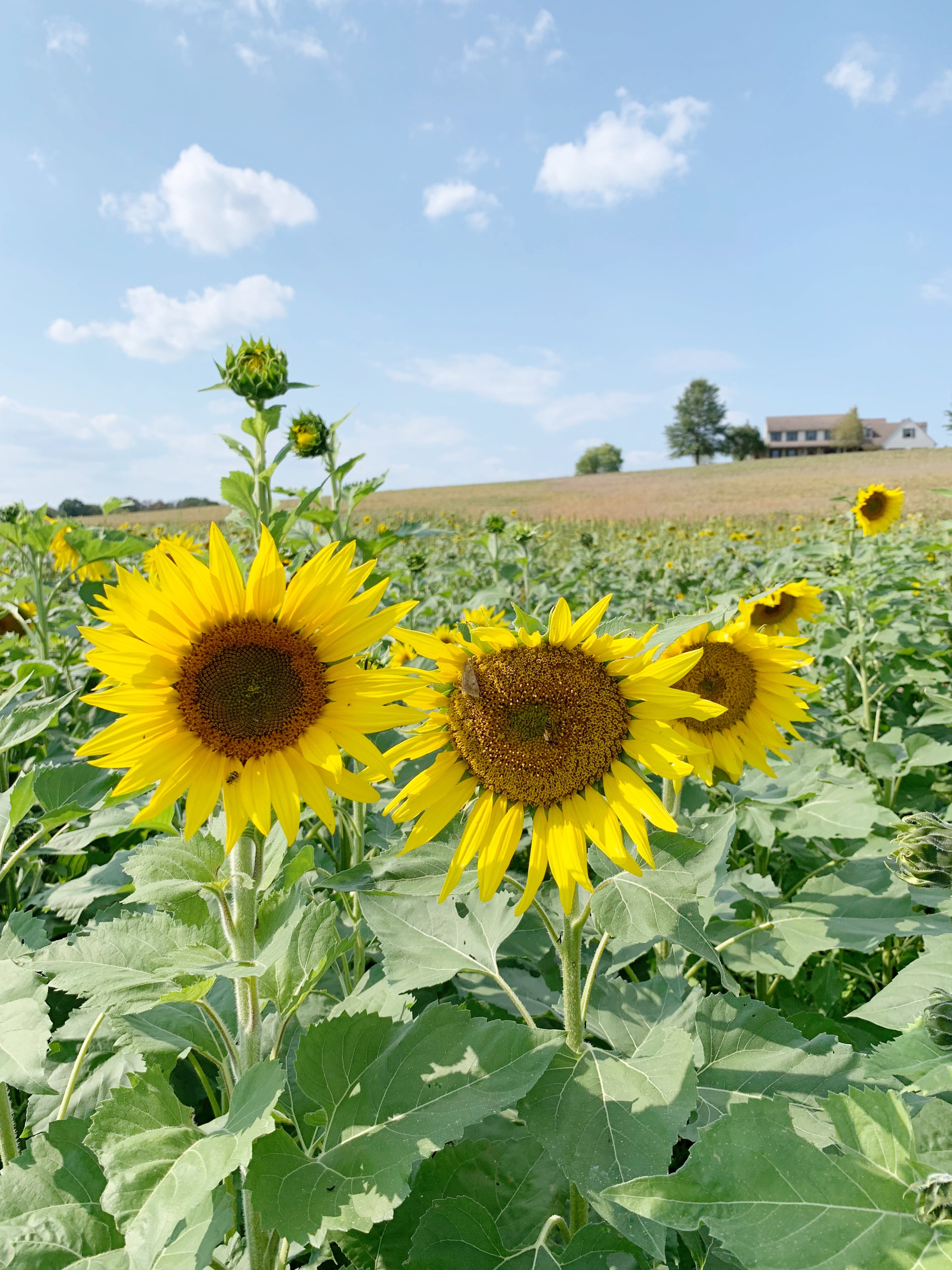 Visiting The Meadowbrooke Gourds Sunflower Field